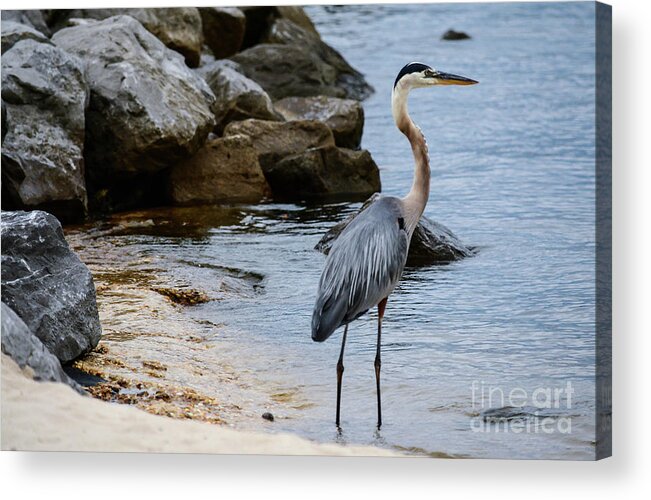 Blue Heron Acrylic Print featuring the photograph Harbor watch by Barry Bohn