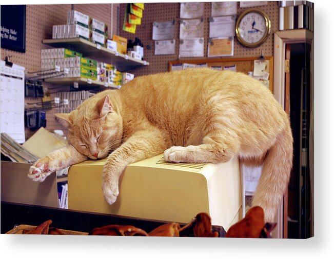 Sleepy Cats Acrylic Print featuring the photograph Hardwear by Gregory Blank