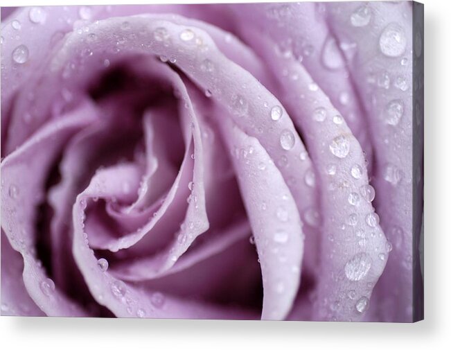 Rose Acrylic Print featuring the photograph Harmony by DArcy Evans