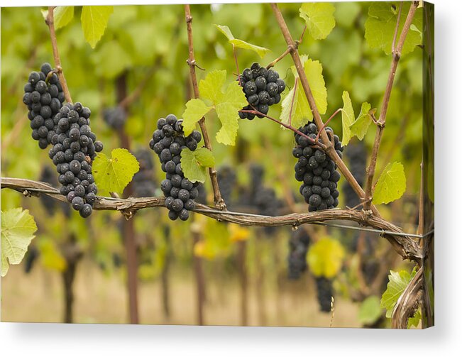 Vineyard Acrylic Print featuring the photograph Harvest by Jean Noren