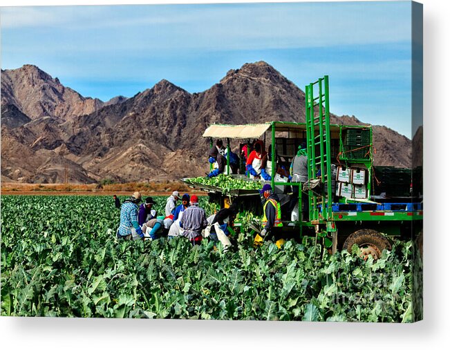 Healthy Acrylic Print featuring the photograph Harvesting Broccoli by Robert Bales