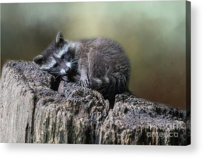 Raccoon Acrylic Print featuring the photograph Having a Rest by Eva Lechner