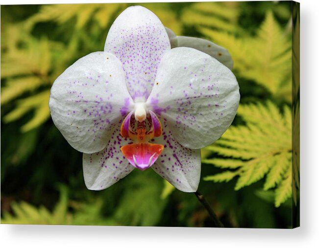 Orchid Acrylic Print featuring the photograph Hawaii Orchid 1 by Matt Sexton