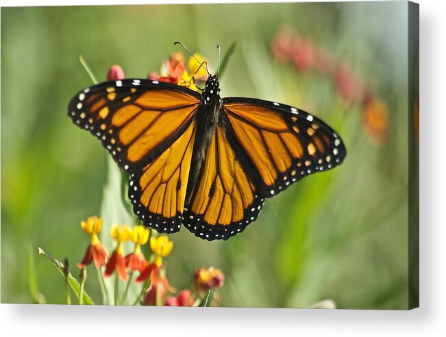 Wildlife Acrylic Print featuring the photograph Hawaiian Monarch 3 by Michael Peychich