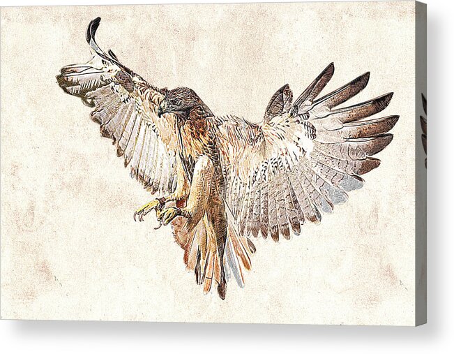 Photographic Drawing Acrylic Print featuring the photograph Hawk in Flight Photographic Drawing by Dawn Currie