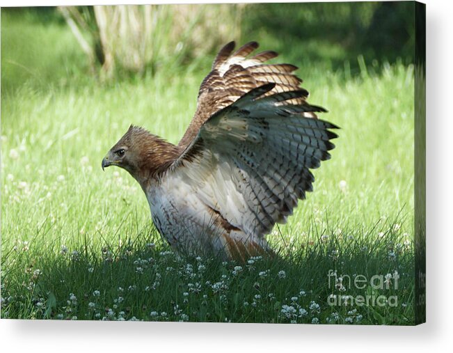 Hawk Acrylic Print featuring the photograph Hawk on the Ground 3 by Robert Alter Reflections of Infinity