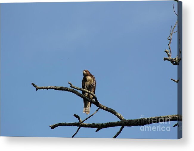 Hawk Acrylic Print featuring the photograph Hawk on Tree by Neal Eslinger