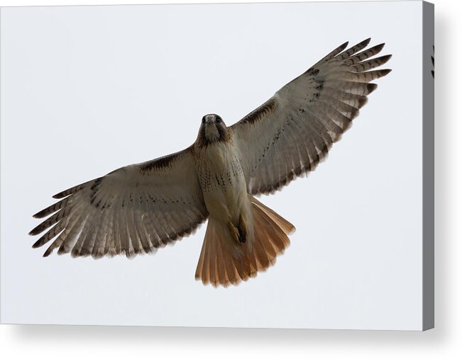 Hawk Bird Birding Birds Overhead Over Head Flying Flyby By Fly Flight Ornithology Clinton Ma Mass Massachusetts New England Newengland Brian Hale Brianhalephoto Wildlife Wild Life Natural Nature Outside Outdoors Acrylic Print featuring the photograph Hawk Overhead by Brian Hale