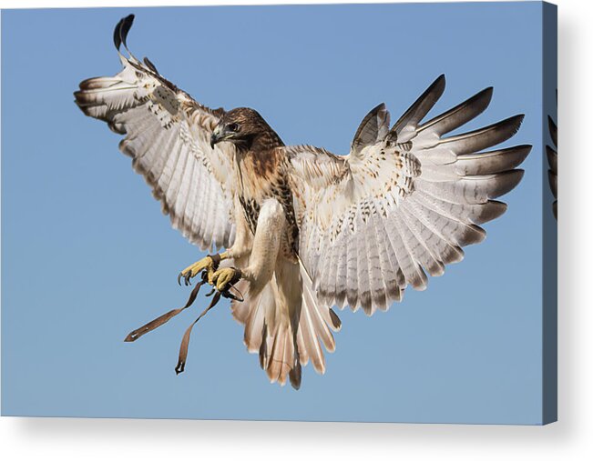 Apopka Acrylic Print featuring the photograph Hawk Showing Off by Dawn Currie