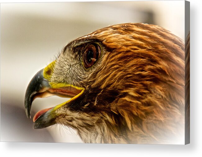 5th Anniversary Acrylic Print featuring the photograph Hawk's Eye by Kathi Isserman