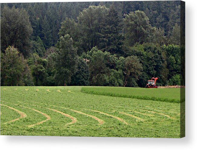 Hayfield Acrylic Print featuring the photograph Haying by KATIE Vigil