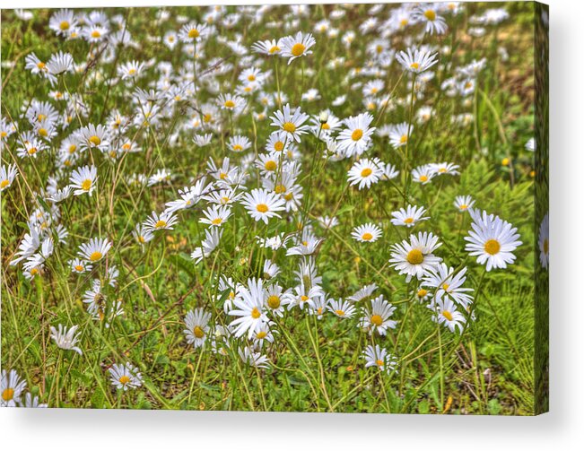Hdr Acrylic Print featuring the photograph HDR Desert Wildflowers by Matthew Bamberg