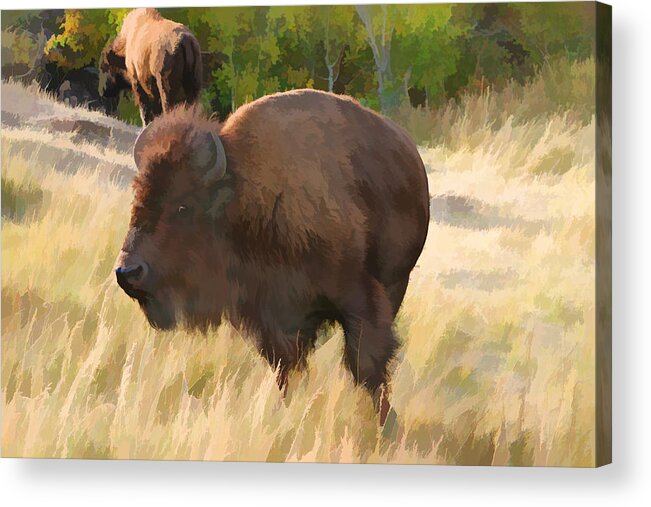 Buffalo Acrylic Print featuring the digital art He just about got me by Gary Baird