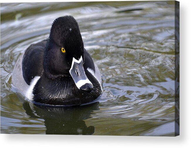 Ring-necked Duck Acrylic Print featuring the photograph Heading For Shore by Fraida Gutovich