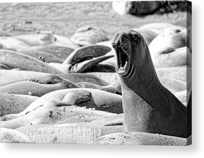 Animals Acrylic Print featuring the photograph Hear Me Roar -- Female Elephant Seal at Piedras Blancas Elephant Seal Rookery, San Simeon, CA by Darin Volpe