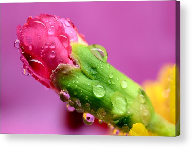 Valentine Acrylic Print featuring the photograph Heart Suspended by Laura Mountainspring