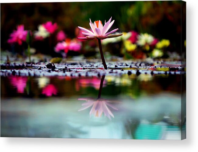 Flower Acrylic Print featuring the photograph Heaven's Masterpiece by Melanie Moraga