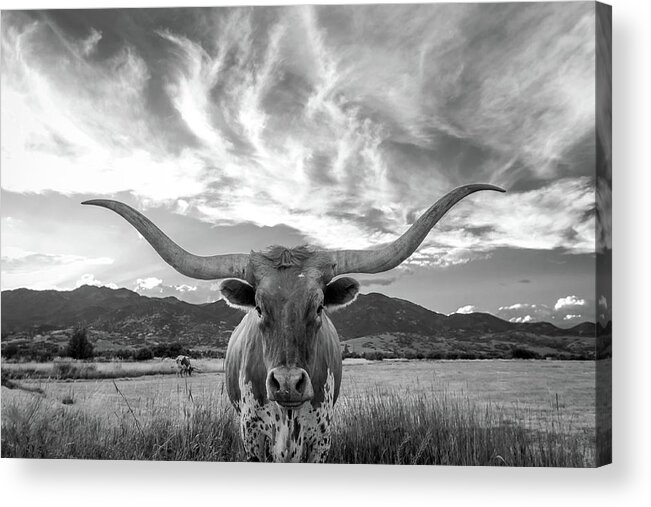 Cow Acrylic Print featuring the photograph Heber Valley Longhorn by Johnny Adolphson