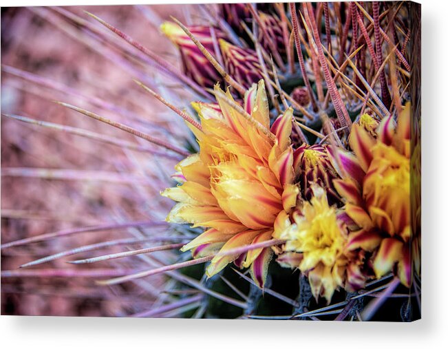 Echinocereus Viridiflorus Engelm Acrylic Print featuring the photograph Hedgehog Cactus in La Mesa 3 by Kenneth Roberts