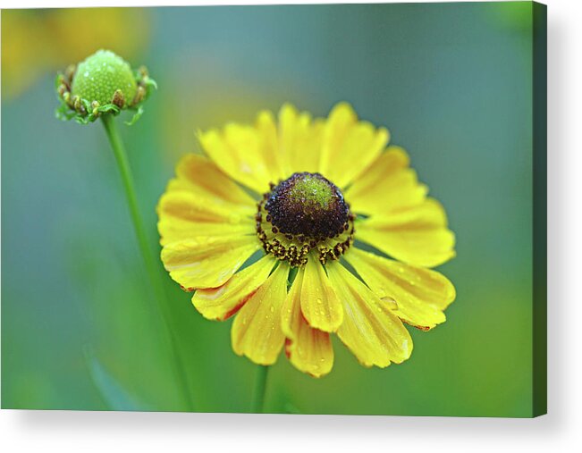 Helenium Acrylic Print featuring the photograph Helen's Flower by Debbie Oppermann