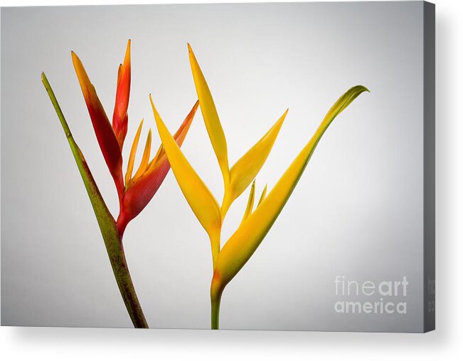 Botanical Acrylic Print featuring the photograph Heliconia by Tomas del Amo - Printscapes
