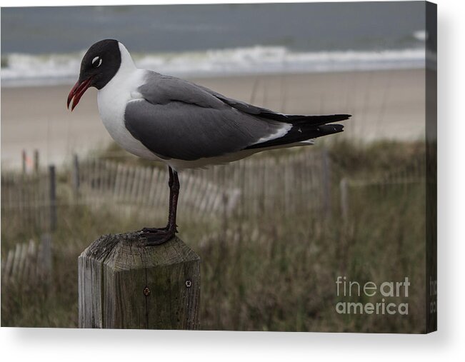 Seagull Acrylic Print featuring the photograph Hello Friend Seagull by Roberta Byram