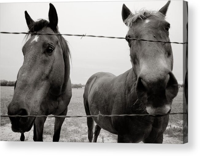 Horses Acrylic Print featuring the photograph Hello Horses by Toni Hopper