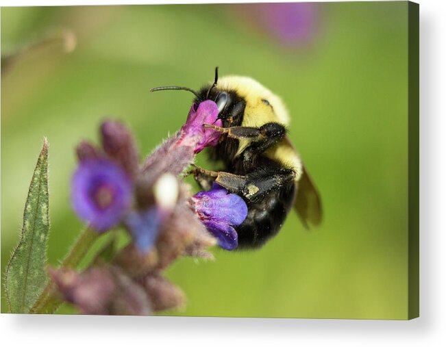Apiary Bee Bees Buzzing Insect Closeup Close-up Flower Nature Natural Flowers Pollen Outside Outdoors Botanic Botanical Garden Gardening Ma Mass Massachusetts Newengland New England U.s.a. Usa Brian Hale Brianhalephoto Acrylic Print featuring the photograph Hello in there by Brian Hale