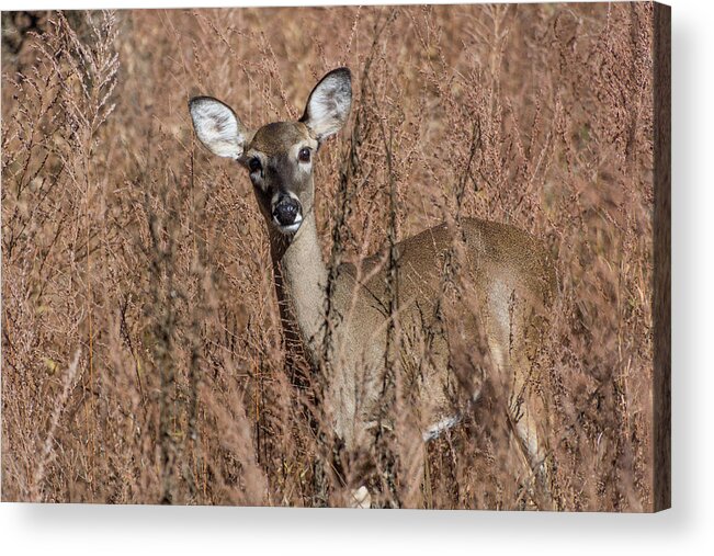 Wildlife Acrylic Print featuring the photograph Hello by John Benedict