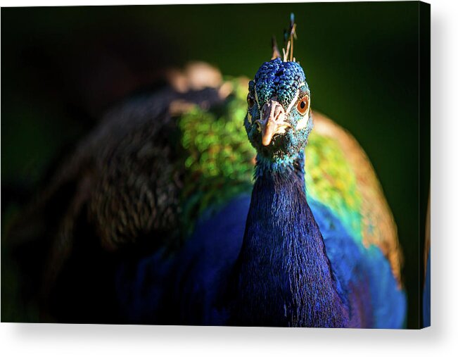 Peacock Acrylic Print featuring the photograph Hello Peacock by The Flying Photographer