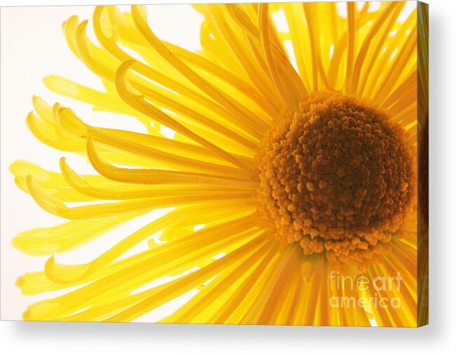 Daisy Acrylic Print featuring the photograph Hello Sunshine by Julie Lueders 