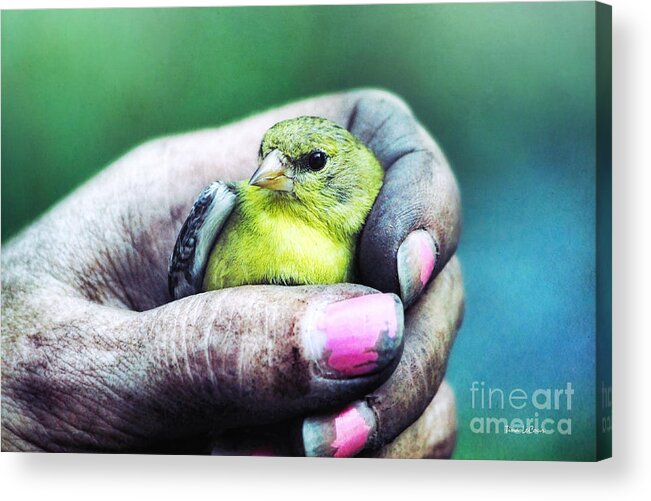 Goldfinch Acrylic Print featuring the photograph Helping Hand by Tina LeCour