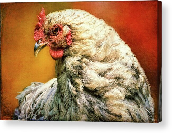 Hen Rules Acrylic Print featuring the photograph Hen Rules by Bellesouth Studio