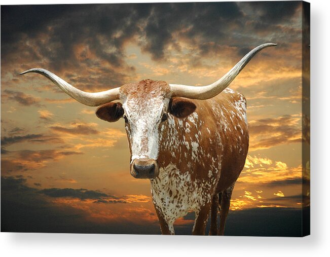 Sunset Acrylic Print featuring the photograph Henly Longhorn by Robert Anschutz