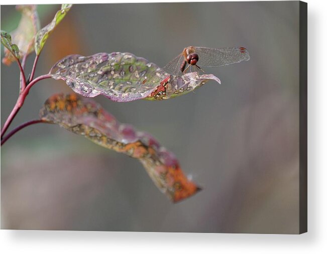 Outdoor Acrylic Print featuring the photograph Here's lookin' at you- Dragonfly by David Porteus