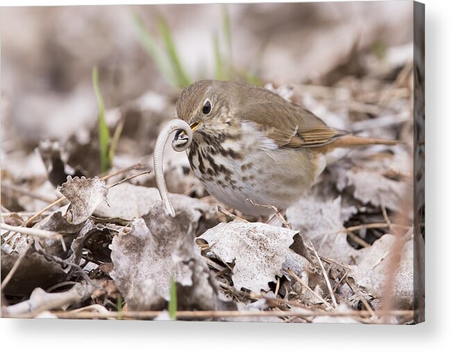 Storeria Acrylic Print featuring the photograph Hermit thrush vs Brown snake by Mircea Costina Photography