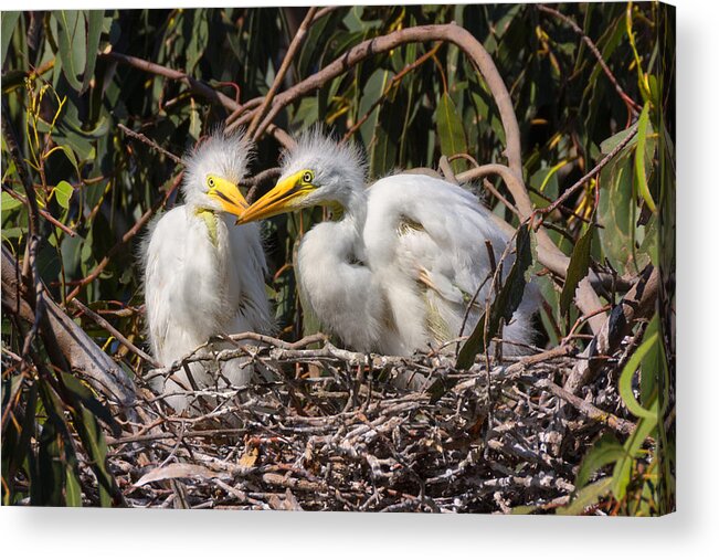 Heron Acrylic Print featuring the photograph Heron Babies in their Nest by Kathleen Bishop