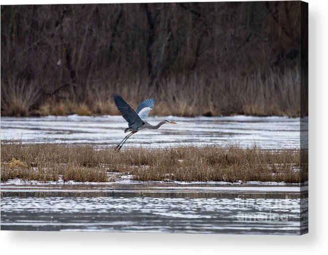 Great Blue Heron Acrylic Print featuring the photograph Heron Take Off by Jennifer White