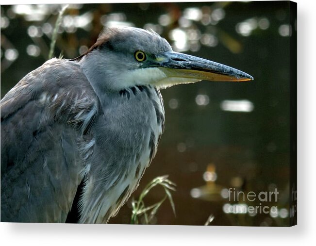 Bird Acrylic Print featuring the photograph Herons Looking At You Kid by Baggieoldboy