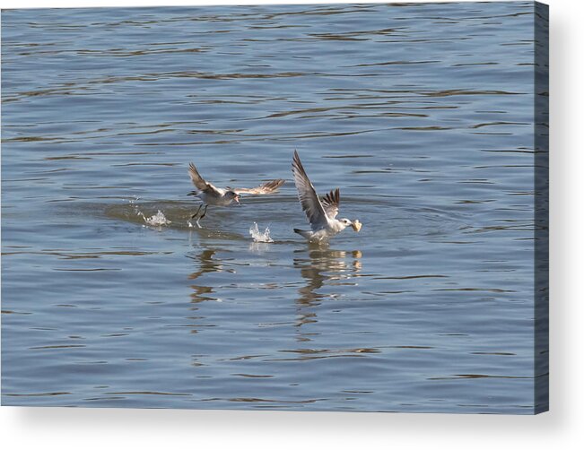 Gull Acrylic Print featuring the photograph Hey Come Back by Holden The Moment