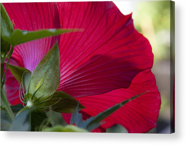 Charles Harden Acrylic Print featuring the photograph Hibiscus by Charles Harden