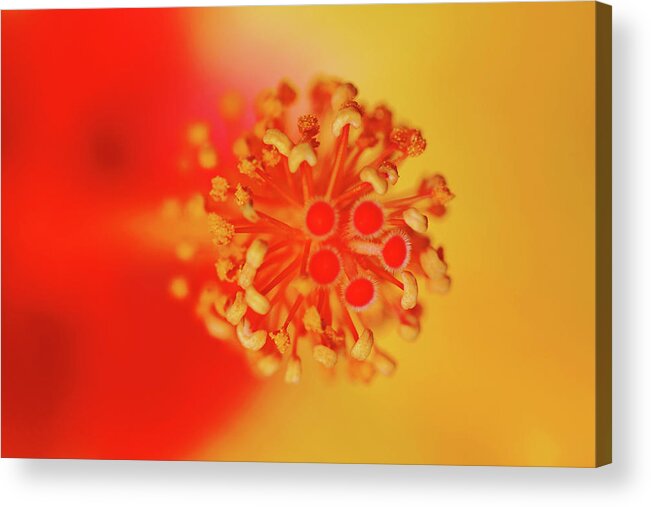 Hibiscus Acrylic Print featuring the photograph Hibiscus Heart by Debbie Oppermann