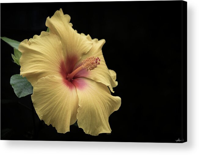 Flower Acrylic Print featuring the photograph Hibiscus by Phil And Karen Rispin