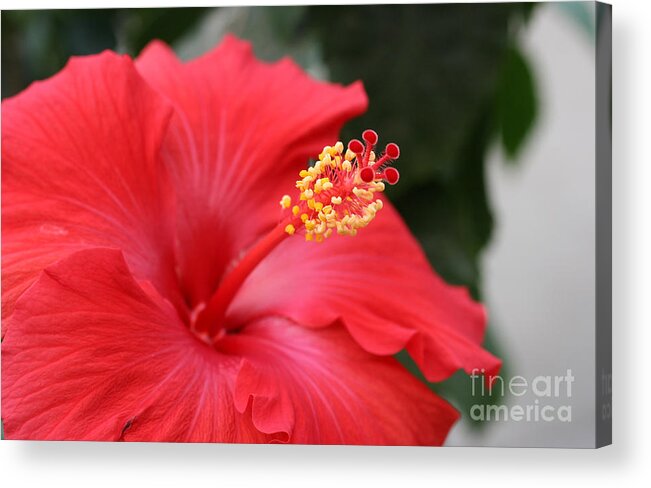 Red Flower Acrylic Print featuring the photograph Hibiscus by Steve Augustin