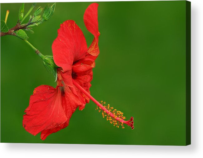 Hibiscus Acrylic Print featuring the photograph Hibiscus by Yuri Peress