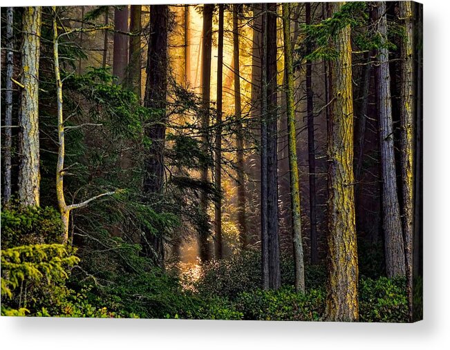 Forest Acrylic Print featuring the photograph Hidden in the Forest by Rick Lawler