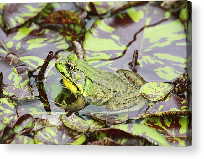 Northern Green Frog Acrylic Print featuring the photograph Can you see me? by Marina Kojukhova