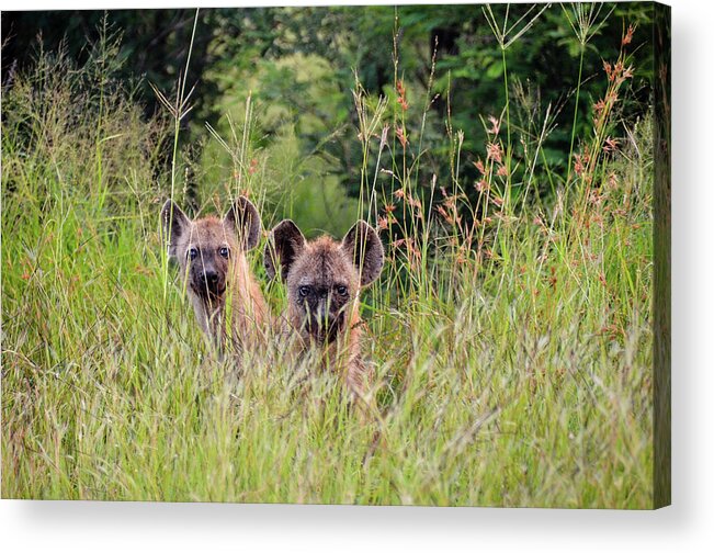Hyena Acrylic Print featuring the photograph Hide-n-Seek Hyenas by Gaelyn Olmsted