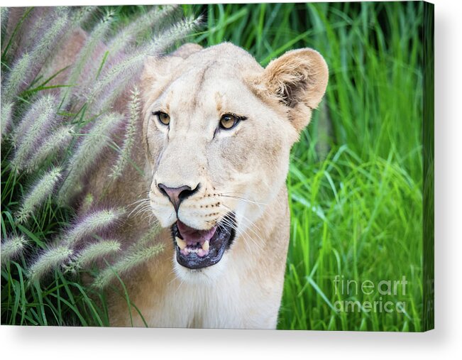 Female Lion Acrylic Print featuring the photograph Hiding in Grass by Ed Taylor