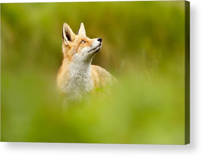 Red Fox Acrylic Print featuring the photograph High Hopes - Red Fox Looking Up by Roeselien Raimond